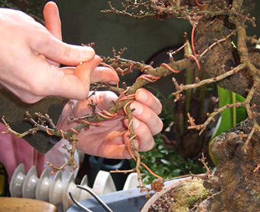 Applying copper wire to shape an American Larch (Larix laricina) bonsai. 